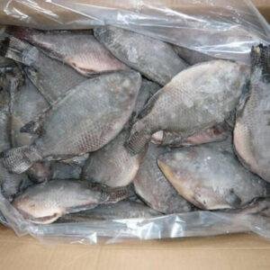 Tilapia Fish
