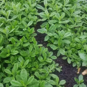 Water Leaves (Gbure)