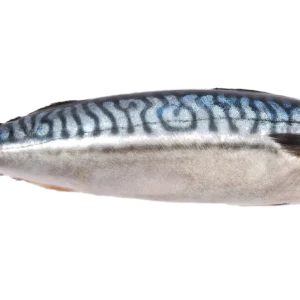Mackerel Fish