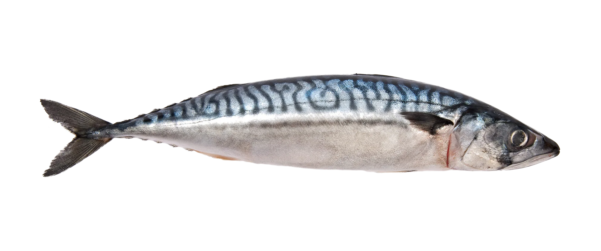 Mackerel Fish